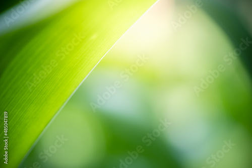 Beautiful abstract background nature view of green leaf with copy space using as background natural green plants landscape, ecology,cover page, fresh wallpaper concept.