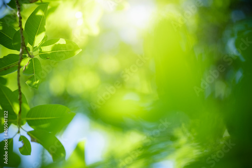 Beautiful nature view of green leaf on blurred greenery background in garden and sunlight with copy space using as background natural green plants landscape, ecology, fresh wallpaper concept.