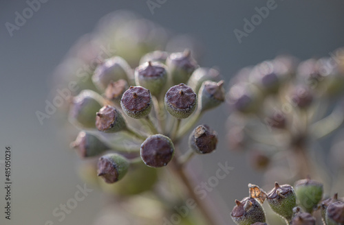 Obraz na plátně close up of bloom Hedera helix, macro flower photo