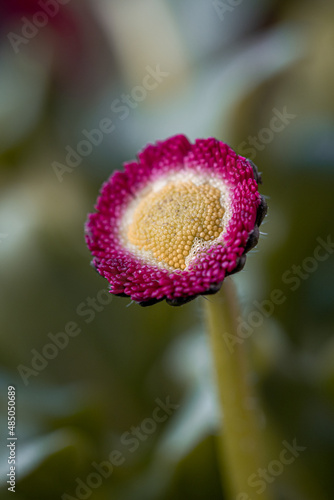 Pink Bellis perennis in the garden. Beautiful closeup centered view of spring yellow stigma of single pink common daisy flower Ballinteer, Dublin, Ireland. Soft and selective focus macro photo