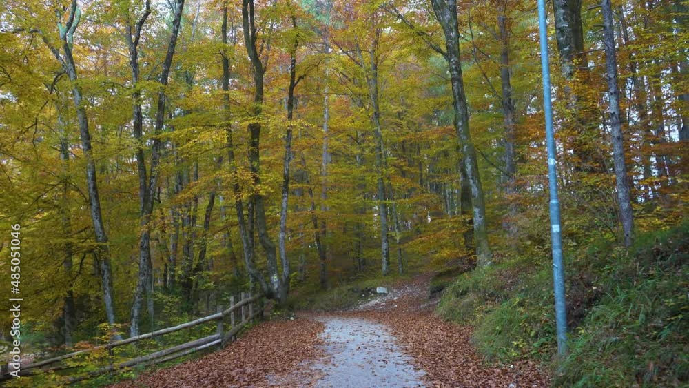 Walking on a narrow asphalt walkway in colorful forest. POV point of view. Colorful nature in autumn or fall season. Hiking trail around lake Bohinj, Slovenia. Forward moving, cinematic gimbal shot Walking on a narrow asphalt walkway in colorful forest. POV point of view. Colorful nature in autumn or fall season. Hiking trail around lake Bohinj, Slovenia. Forward moving, cinematic gimbal shot