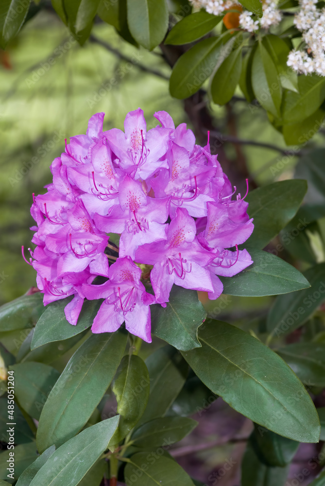 Rhododendron Grandiflorum 'Germania' (Rhododendron catawbiense) in garden
