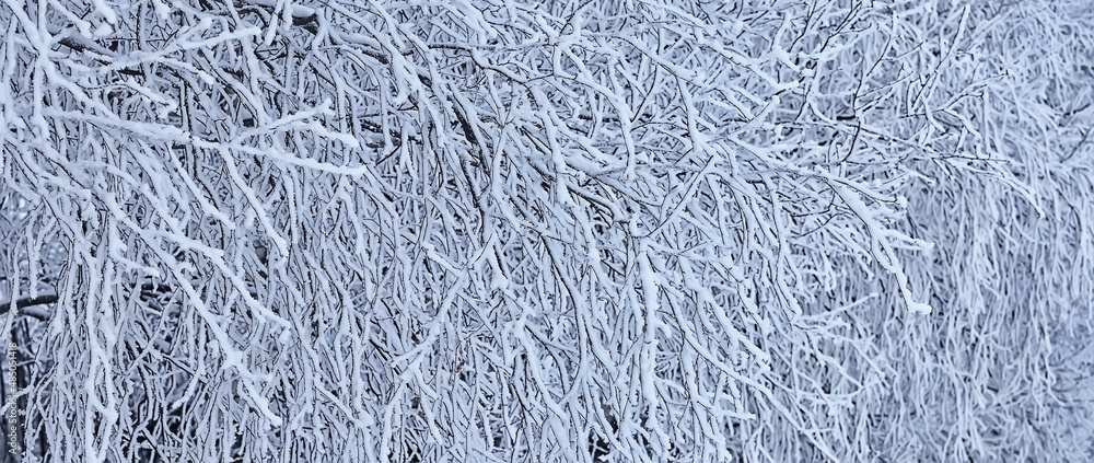 branches covered with frost background abstract winter december view branches covered with frost background abstract winter december view