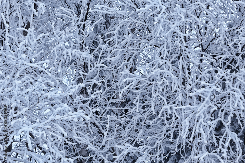 branches covered with frost background abstract winter december view branches covered with frost background abstract winter december view