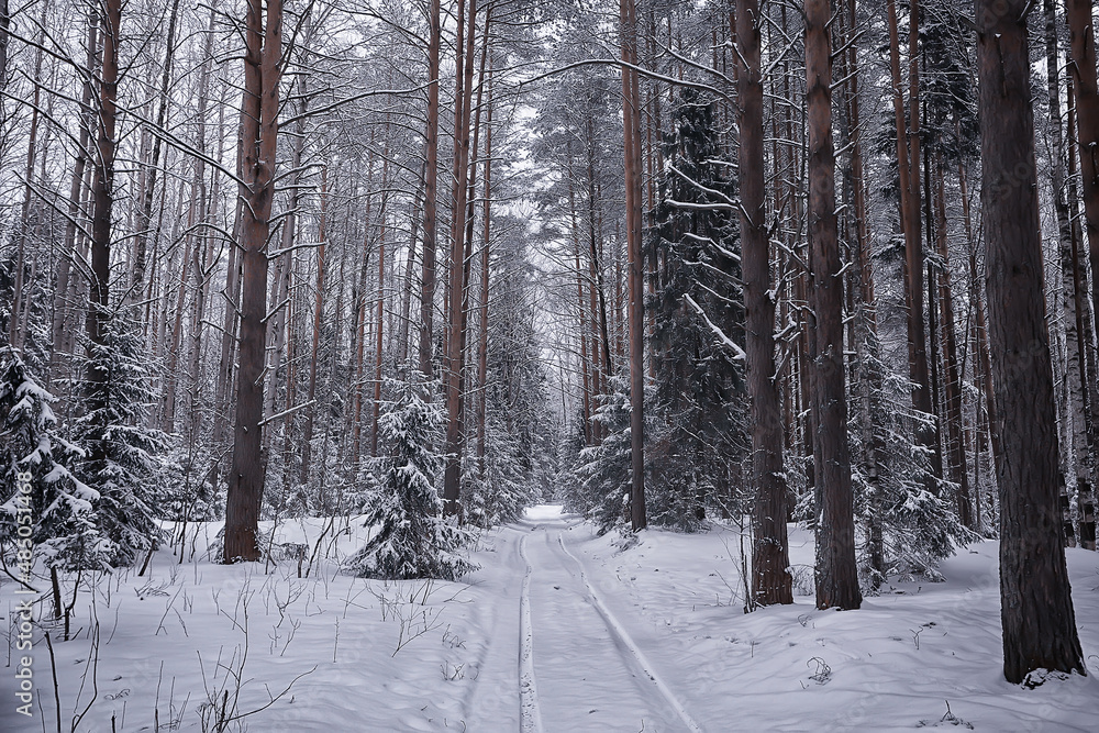 coniferous forest covered with hoarfrost background, winter landscape snow trees coniferous forest covered with hoarfrost background, winter landscape snow trees