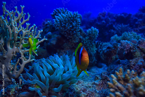 anemone fish, clown underwater orange fish sea background aquarium