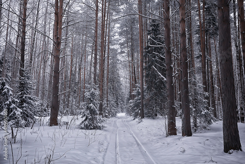 coniferous forest covered with hoarfrost background  winter landscape snow trees