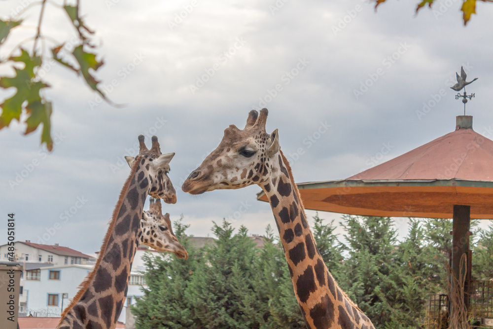 Obraz premium giraffe in the zoo