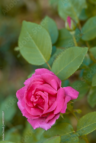 Garden Rose  Rosa hybrida  in garden