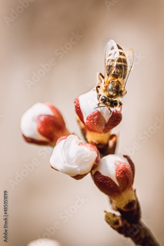 Detail of Bee collects polen from bud tree apricot in spring. Macro detail bloom photo photo