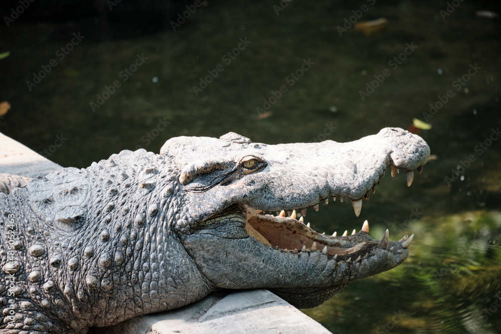 Obraz premium The head of a crocodile with dried mud when basking in a zoo
