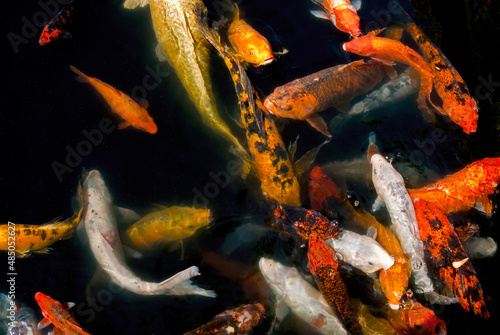 Koi (Cyprinus carpio) in pond