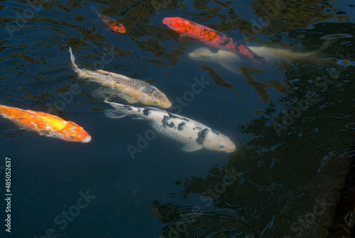 Koi (Cyprinus carpio) in pond © Nick Taurus