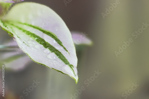 Water drops on a flower leaf.