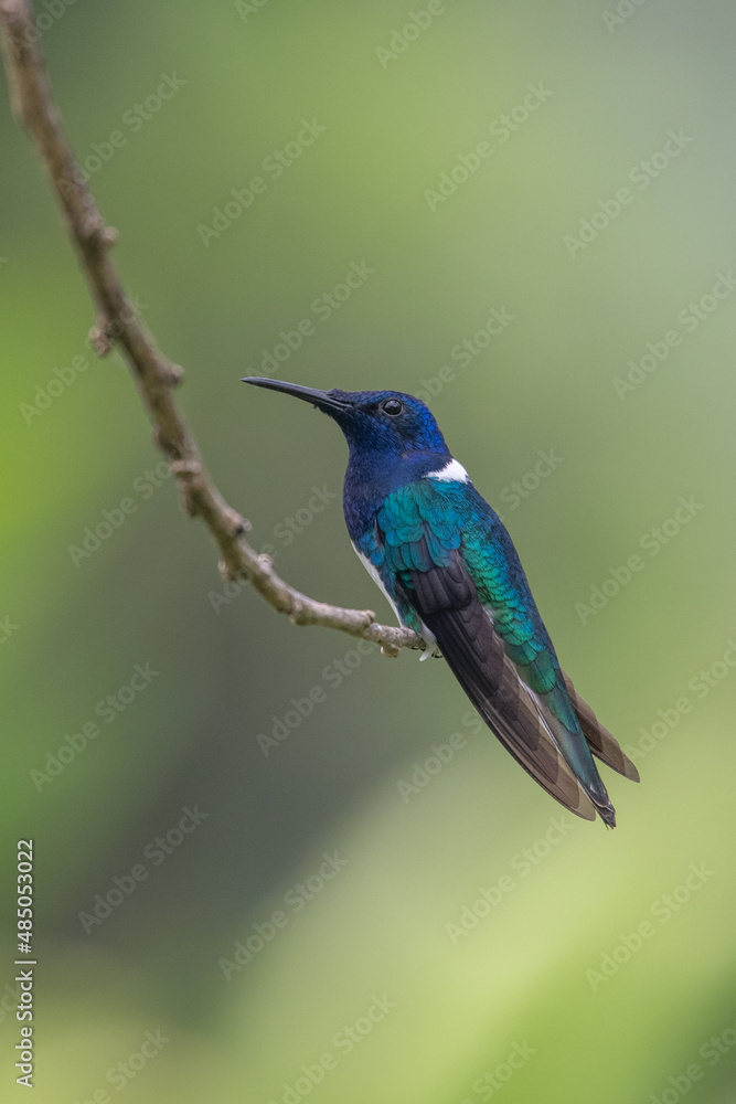 Naklejka premium Green and blue hummingbird Sparkling Violetear flying next to beautiful yelow flower. Bird from Ecuador, tropical mountain forest. Wildlife scene from nature. Birdwatching in South America