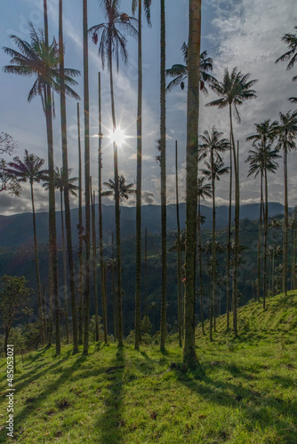 Wax palm trees  native to the humid montane forests of the Andes  towering the landscape of Cocora Valley at Salento  among the coffee zone of Colombia