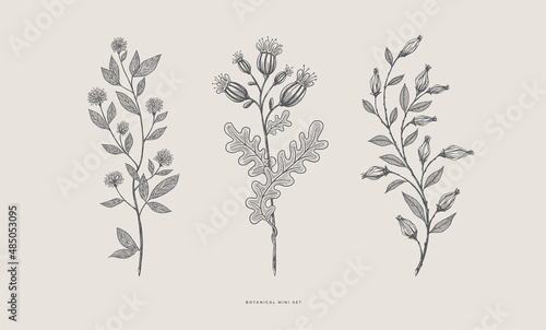 Set hand drawn curly grass and flowers on white isolated background. Trendy wildflowers and herbs. Botanical illustration. Decorative floral picture.