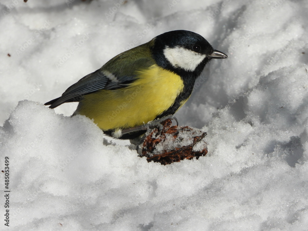 The great tit (Parus major) is a passerine bird in the tit family Paridae. The great tit (Parus major) is a passerine bird in the tit family Paridae.