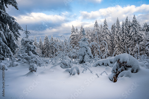 Winter forest with snow in the Bavarian Forest. Harsh winter landscape, beautiful snow-covered fir trees stand on a cold winter day.