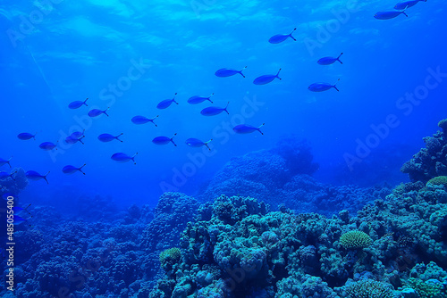 Fototapeta Naklejka Na Ścianę i Meble -  ocean underwater rays of light background, under blue water sunlight