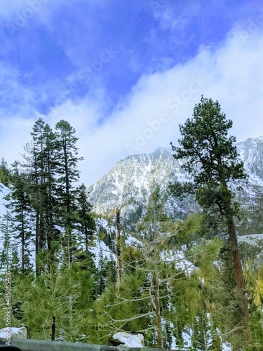 trees in the mountains