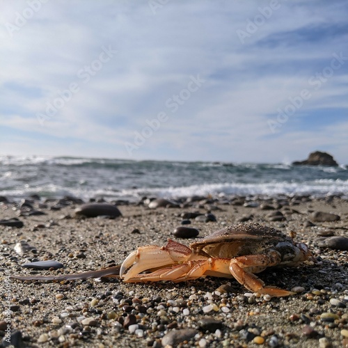 crab on the beach