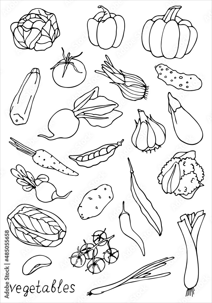 Set of vegetables. Doodles. Vector