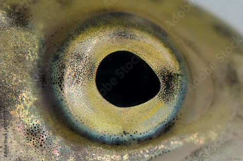 The eye of the rainbow trout