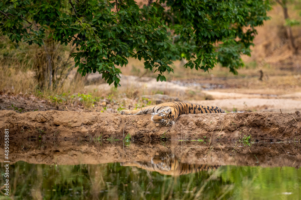wild tiger or young subadult tigress with reflection in water and in natural scenic background at bandhavgarh national park or tiger reserve madhya pradesh india - panthera tigris tigris wild tiger or young subadult tigress with reflection in water and in natural scenic background at bandhavgarh national park or tiger reserve madhya pradesh india - panthera tigris tigris