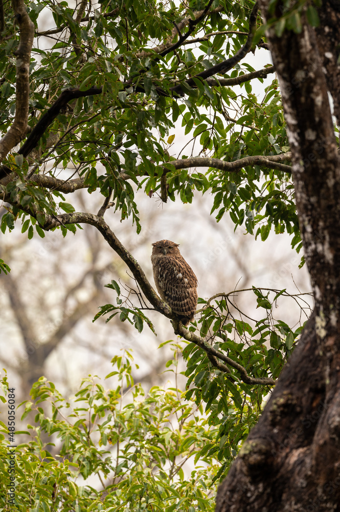 Brown fish owl or Bubo zeylonensis or Ketupa zeylonensis perched on tree at dhikala zone forest of jim corbett national park uttarakhand india Brown fish owl or Bubo zeylonensis or Ketupa zeylonensis perched on tree at dhikala zone forest of jim corbett national park uttarakhand india