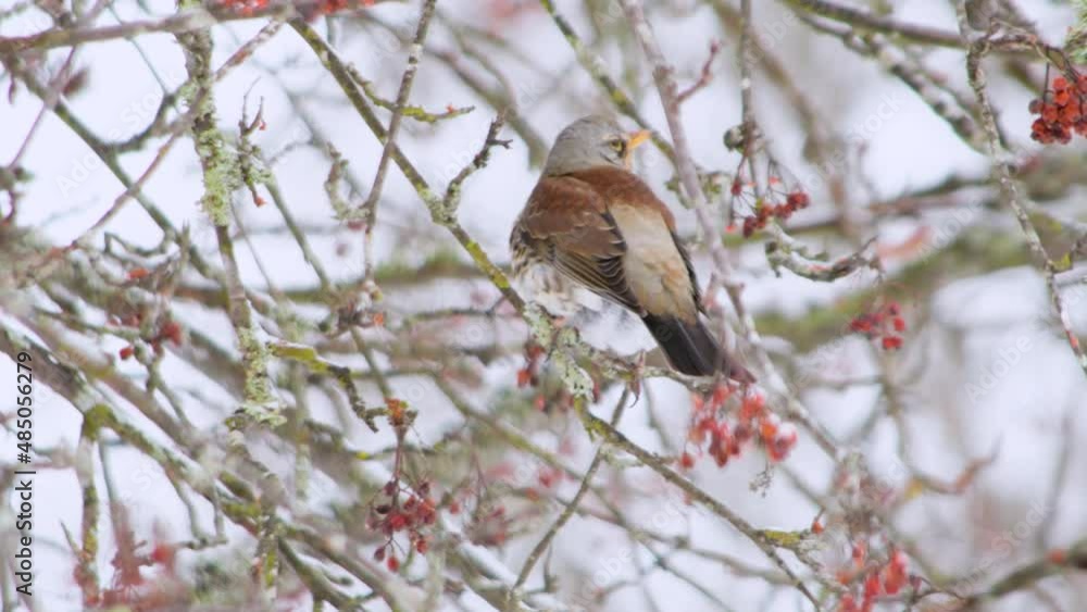 Hungry passerine songbirds in the winter snow tree, feeding on red berry fruits on the tree branches. Feed the birds in winter. 4K background copyspace. Hungry passerine songbirds in the winter snow tree, feeding on red berry fruits on the tree branches. Feed the birds in winter. 4K background copyspace.