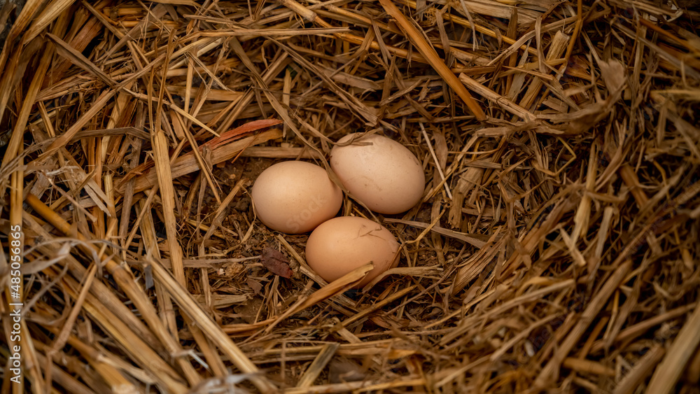 Hen eggs. Indian breed. In chickens, it is formed from the layers of secretions of the anterior section of the hen oviduct during the passage of the egg. Hen eggs. Indian breed. In chickens, it is formed from the layers of secretions of the anterior section of the hen oviduct during the passage of the egg.