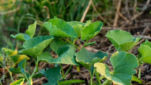 Wallpaper Mural Aristolochia bracteolata also known as 'worm killer' in English due to its anthelminthic activity and trypanocidal effect, is a perennial herb. Torontodigital.ca