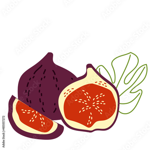 Exotic fruit whole figs and slices. Vector hand-drawn illustration on a white background