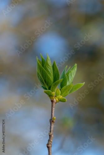 Hochformat: frisch austreibende Knospen, Blätter im Frühling an einem Baum - freigestellt vor natürlichen Hintergrund