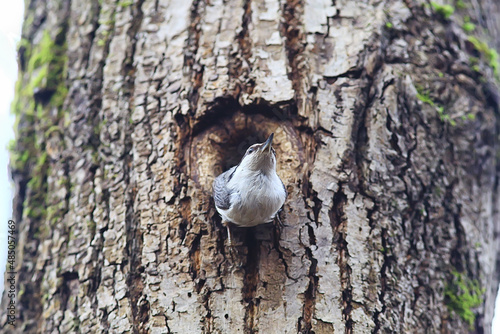 Foto nuthatch at the hollow, little forest bird nest, spring in the wild nature