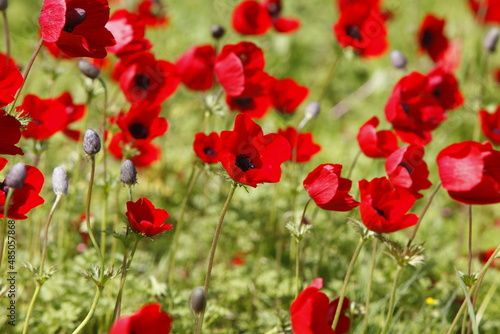 Anemones spring flowering in the South of Israel. Magnificent spring flowering landscape. Wild red flowers are blooming among green grass and trees on the meadow