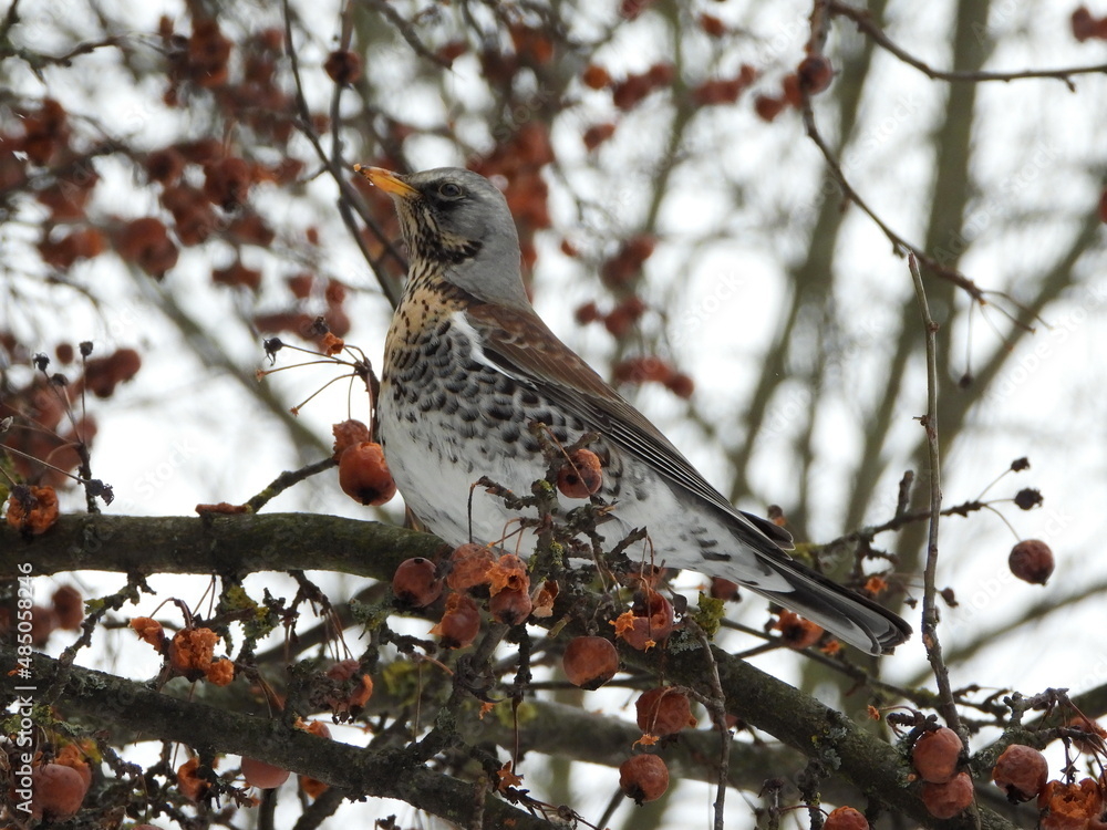 Fieldfare dine in winter on a bright hawthorn bush Fieldfare dine in winter on a bright hawthorn bush