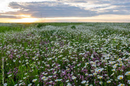 Summer landscape beautiful white clouds over a flowering meadow on a sunny day