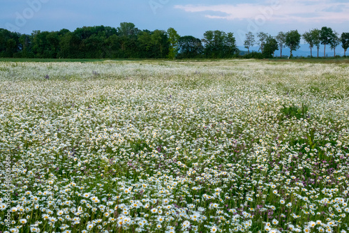 Summer landscape beautiful white clouds over a flowering meadow on a sunny day