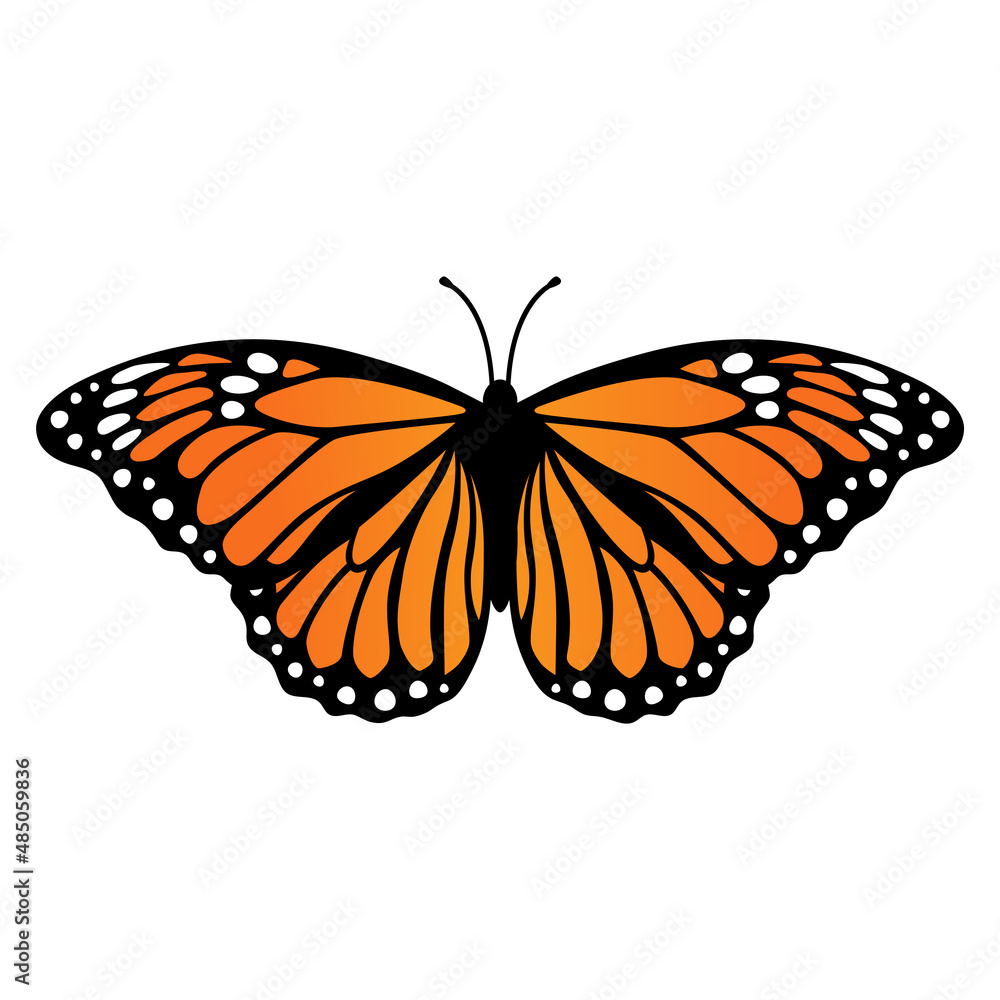 Fototapeta premium Monarch butterfly. Vector illustration isolated on white background