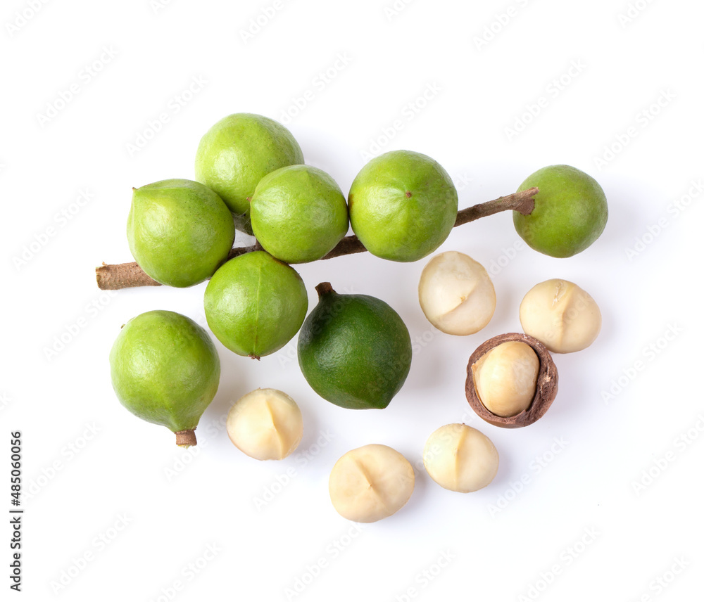 Shelled and unshelled macadamia nuts Shelled and unshelled macadamia nuts
