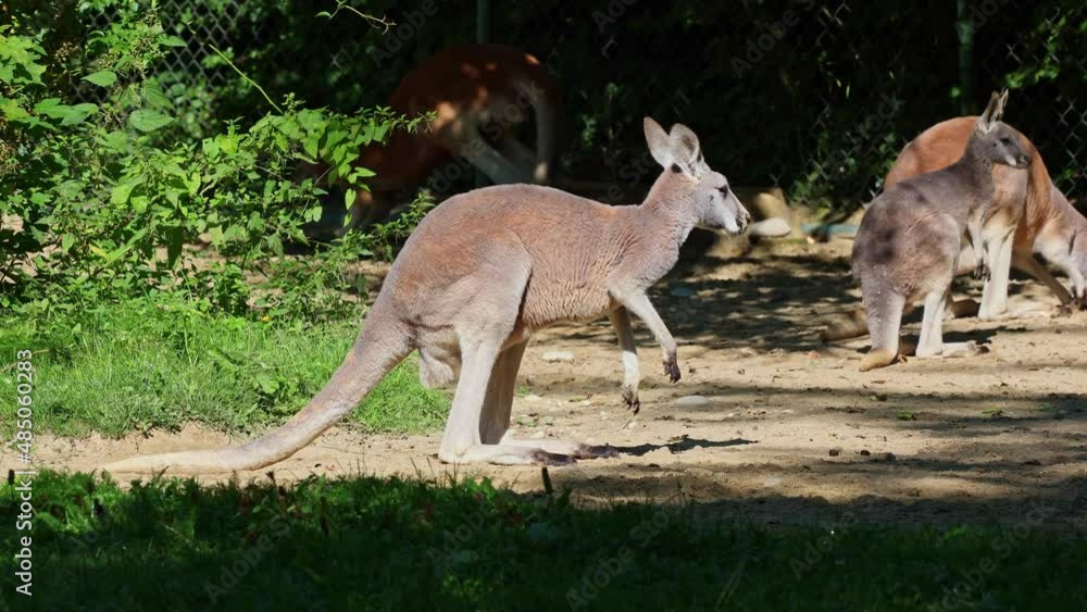 The red kangaroo, Macropus rufus is the largest of all kangaroos, the largest terrestrial mammal native to Australia, and the largest extant marsupial. The red kangaroo, Macropus rufus is the largest of all kangaroos, the largest terrestrial mammal native to Australia, and the largest extant marsupial.