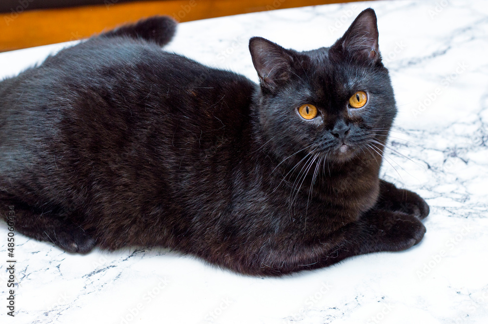 Scottish dark cat on a marble table