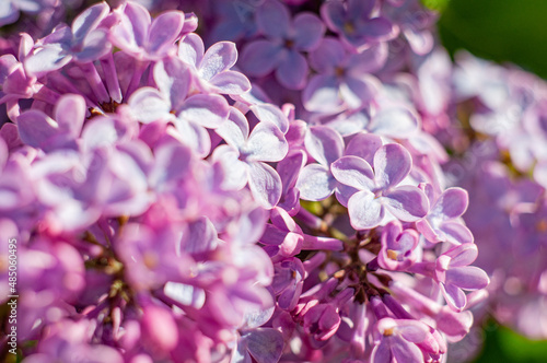 Lilac flowers close up. Blooming garden plants in the backyard. Saturated color background with shallow depth of field and selective focus © Andrii_Abriutin