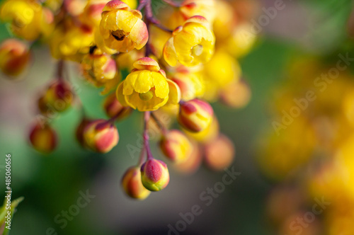 Sunny yellow barberry flowers, macro photography of a garden shrub in bloom. Spring is coming, warm mood. Selective focus and blurred background