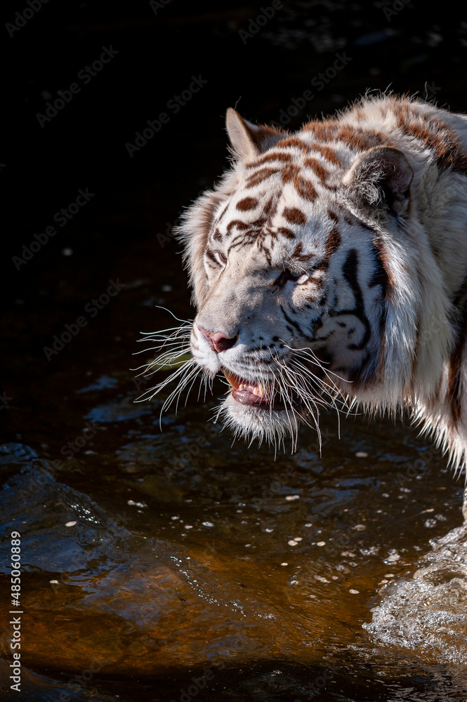 Obraz premium White tiger, in captivity. 
