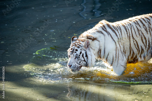 White tiger  in captivity.  