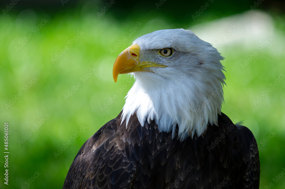 Captive Bald Eagle, also known as the American Eagle, Bald Eagle, White-headed Eagle, or American Eagle Captive Bald Eagle, also known as the American Eagle, Bald Eagle, White-headed Eagle, or American Eagle