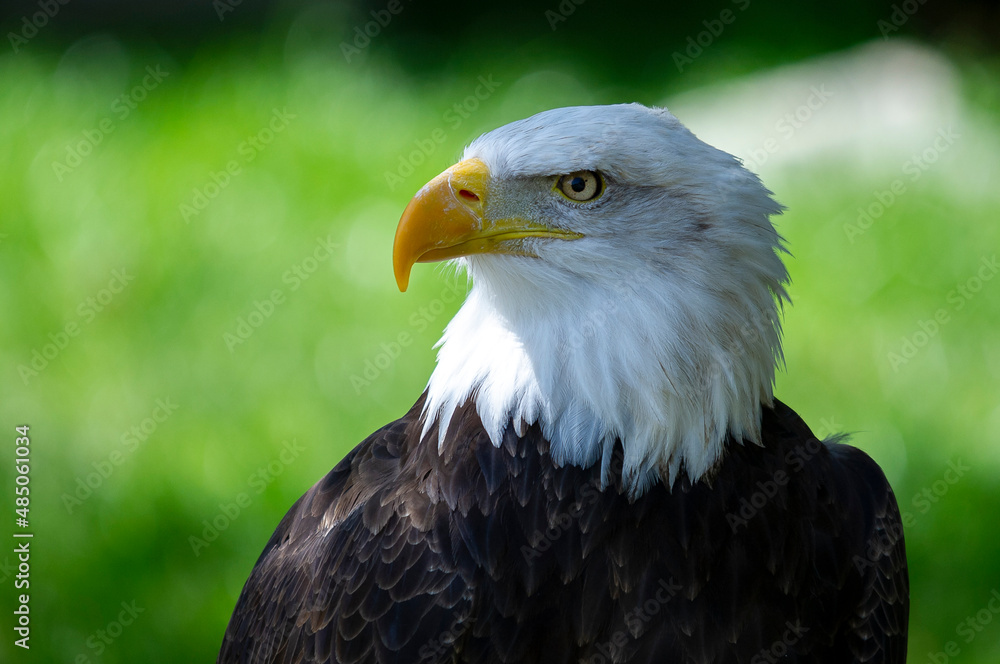 Captive Bald Eagle, also known as the American Eagle, Bald Eagle, White-headed Eagle, or American Eagle Captive Bald Eagle, also known as the American Eagle, Bald Eagle, White-headed Eagle, or American Eagle